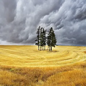 Landscape Photography Prints: Some trees in fields after a harvest