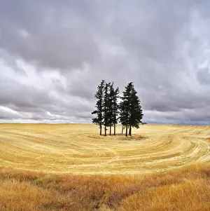 Landscape Photography Prints: Some trees in fields after harvest