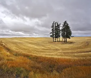 Landscape Photography Prints: Some trees in fields after a harvest
