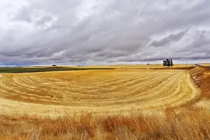 Uninhabited Farm Land Prints: Some trees in fields after a harvest