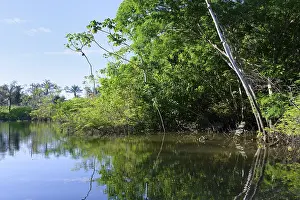 Flooded Forest Prints: Trees in the flooded forest, Amazonas state