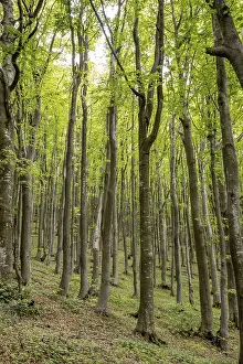 Deserted Forest Scenes Prints: Trees in the forest during the day