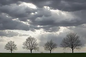 Overcast Sky Germany Prints: Four trees without leaves, rain clouds