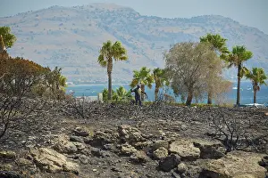 Forest Fire Damage Greece Prints: Trees and palm trees in front of a burnt landscape