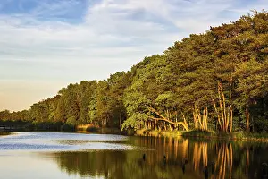 Baltic Sea Coastline Prints: Trees on the Prerow Stream in Prerow