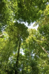 Natural Preserve Scenery Prints: Trees in the rainforest, dense vegetation