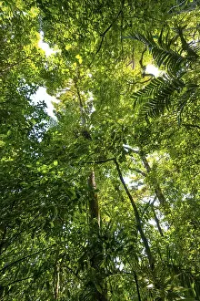 Rainforest Landscape Prints: Trees in the rainforest, dense vegetation