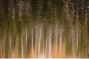 Waterfront Landscape Photo Prints: Trees are reflected in the lake