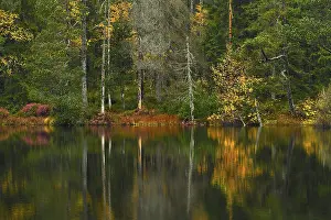 Lake Silvaplaner Exterior View Prints: Trees reflected in lake, autumn