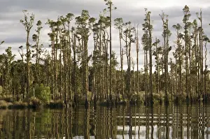 No People Landscape Photo Prints: Trees reflected in Lake Brunner