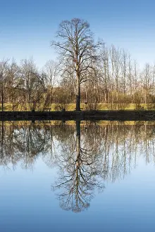 German Waterfront Prints: Trees reflected in the Lech river