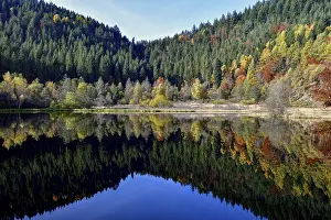 Autumn In Southern Germany Prints: Trees reflected in the Sankenbachsee