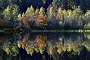Central Europe Autumn Scenes Prints: Trees reflected in the Sankenbachsee