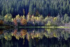 Autumn In Southern Germany Prints: Trees reflected in the Sankenbachsee