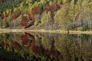 Baiersbronn Autumn Scene Prints: Trees reflected in the Sankenbachsee