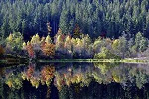 Baiersbronn Autumn Scene Prints: Trees reflected in the Sankenbachsee
