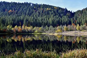 Southern Germany Fall Season Prints: Trees reflected in the Sankenbachsee