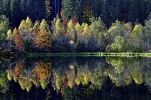 Central Europe Tree Scene Prints: Trees reflected in the Sankenbachsee