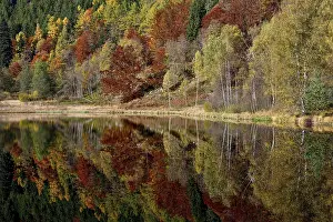 Schwarzwald Autumnal Scene Prints: Trees reflected in the Sankenbachsee