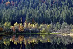 Schwarzwald Autumnal Scene Prints: Trees reflected in the Sankenbachsee