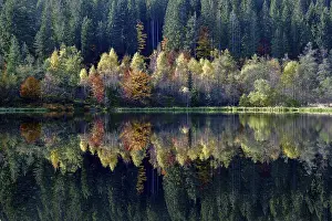 Autumn In Southern Germany Prints: Trees reflected in the Sankenbachsee