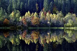 Baden Wurttemberg Prints: Trees reflected in the Sankenbachsee