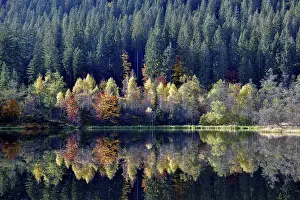 Schwarzwald Autumnal Scene Prints: Trees reflected in the Sankenbachsee