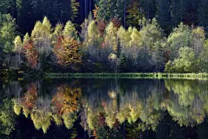 Baiersbronn Autumn Scene Prints: Trees reflected in the Sankenbachsee