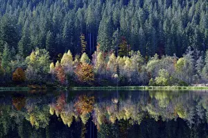 Autumn In Southern Germany Prints: Trees reflected in the Sankenbachsee