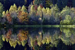 Autumn In Southern Germany Prints: Trees reflected in the Sankenbachsee
