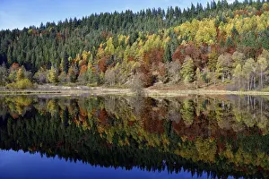 Autumn In Southern Germany Prints: Trees reflected in the Sankenbachsee