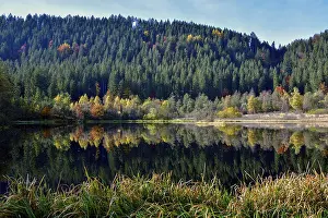 Baden Wurttemberg Germany Prints: Trees reflected in the Sankenbachsee