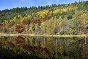 Baden Wurttemberg Germany Prints: Trees reflected in the Sankenbachsee