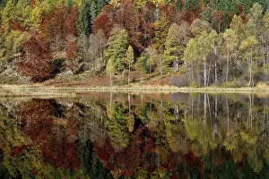 Baiersbronn Autumn Landscape Prints: Trees reflected in the Sankenbachsee