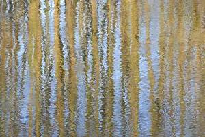 Undulating Water Surface Prints: Trees reflected on an undulating water surface