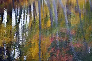 Autumn Leaves Reflection Prints: Trees reflected in water surface