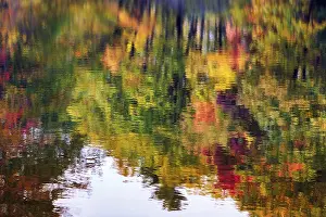 Trees Reflected In Water Prints: Trees reflected in water surface