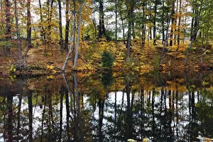 Trees Reflected In Water Prints: Trees reflected in water surface