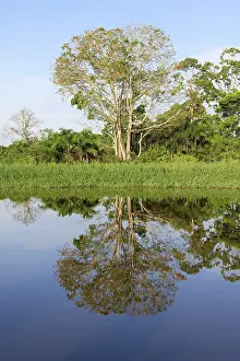 Brazilian Rainforest Landscape Prints: Trees reflecting in an Amazon tributary