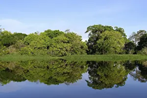 South American Nature Scene Prints: Trees reflecting in an Amazon tributary