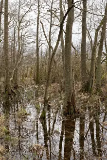 Marshland Scenery Prints: Trees with reflection, marshland