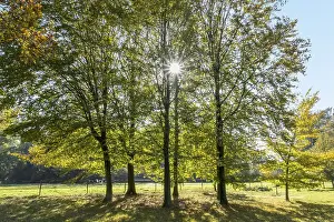 Benelux Countryside Scene Prints: Three trees in a row, sunlight shining between the trunks