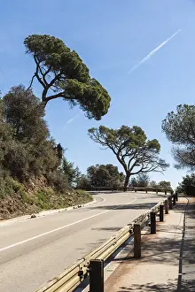 Catalan Countryside Scenery Prints: Trees shaped by the strong wind on the Tibidabo