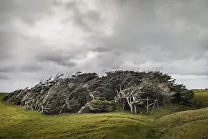 Wind Shaped Trees Prints: Trees shaped by the wind, Slope Point