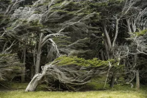 Wind Shaped Trees Prints: Trees shaped by the wind, Slope Point