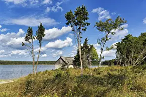 Gotland Island Landscape Prints: Trees shaped by the wind in the summer