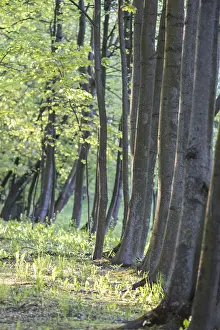 Evening Sunlight On Trees Prints: Trees in spring park