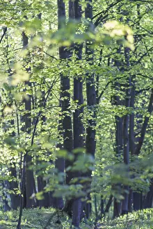 Spring Park Landscape Prints: Trees in spring park
