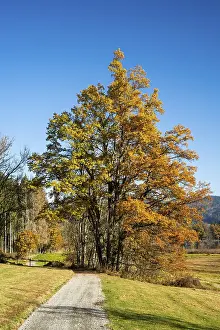 German Hiking Trails Prints: Several trees stand close together and look like a single tree