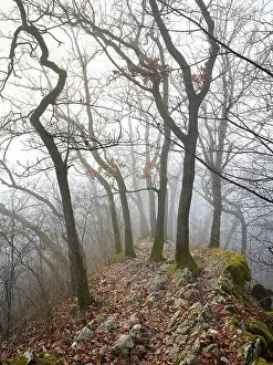 Uninhabited Mountainous Landscape Prints: Trees surrounded by moss-covered